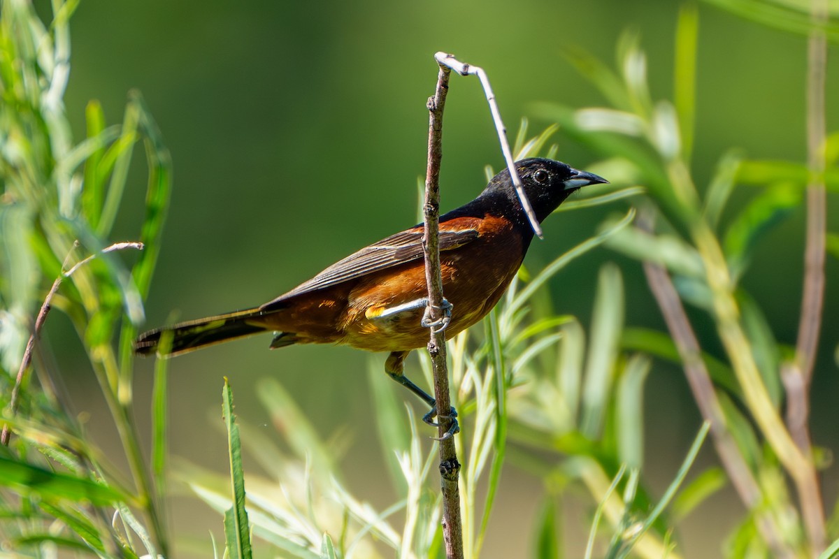 Orchard Oriole - ML620687090