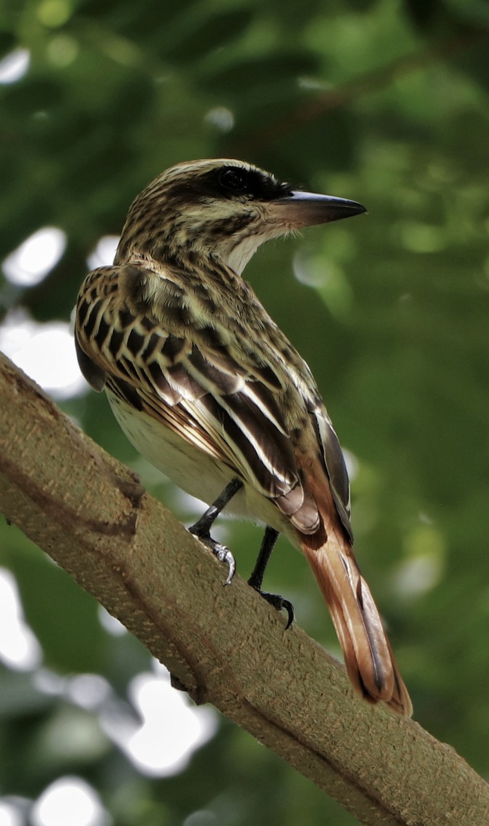 Streaked Flycatcher - ML620687091