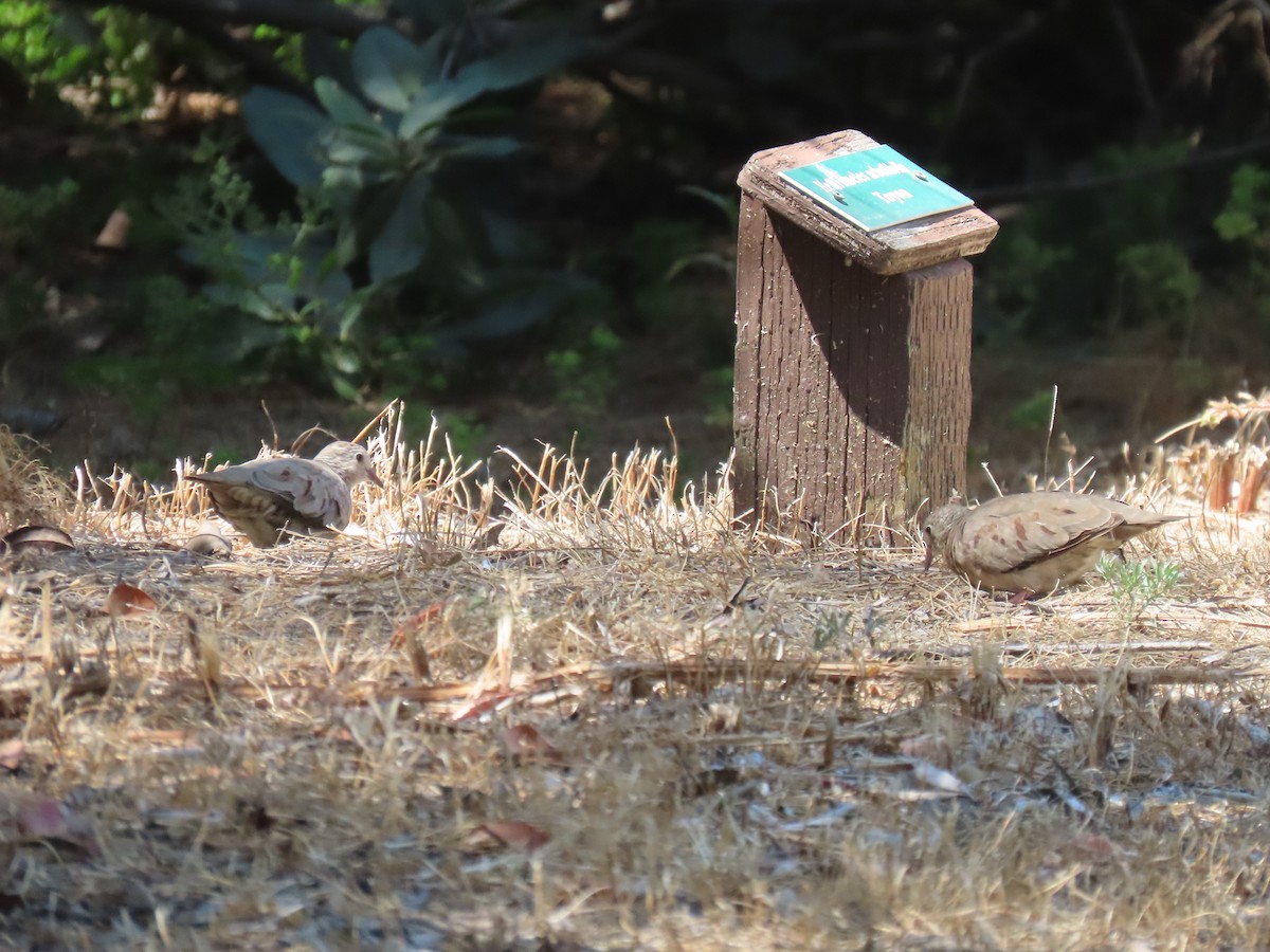 Common Ground Dove - Charley Herzfeld