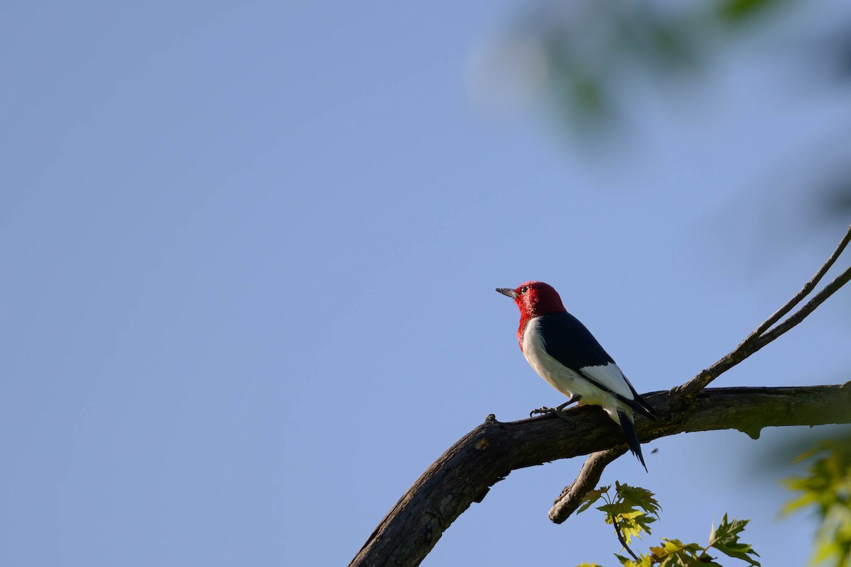 Red-headed Woodpecker - ML620687094