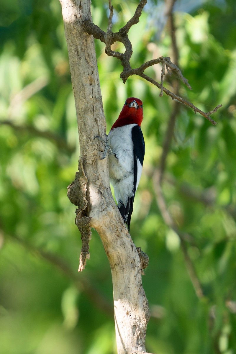 Red-headed Woodpecker - ML620687095