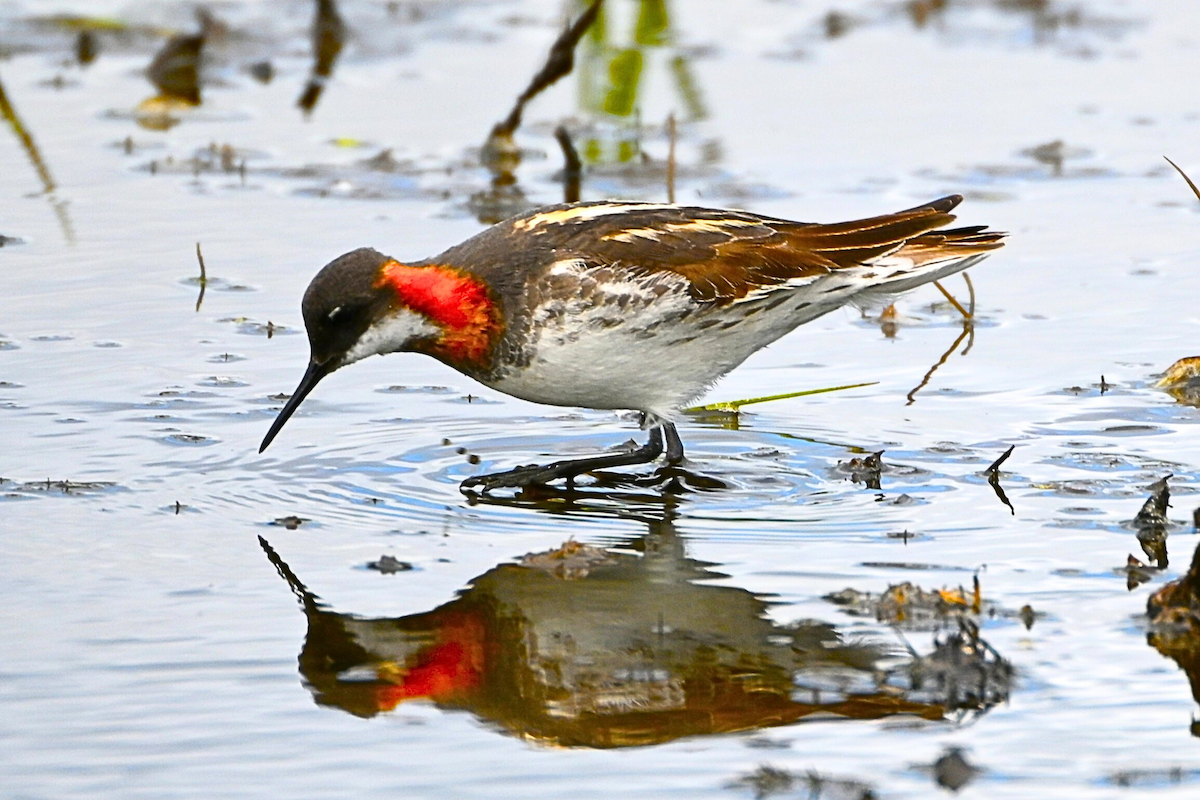 Red-necked Phalarope - Geoffrey Newell