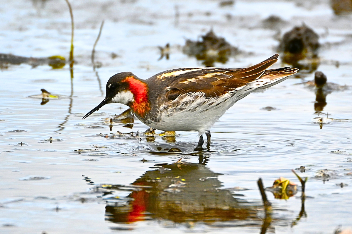 Red-necked Phalarope - ML620687100