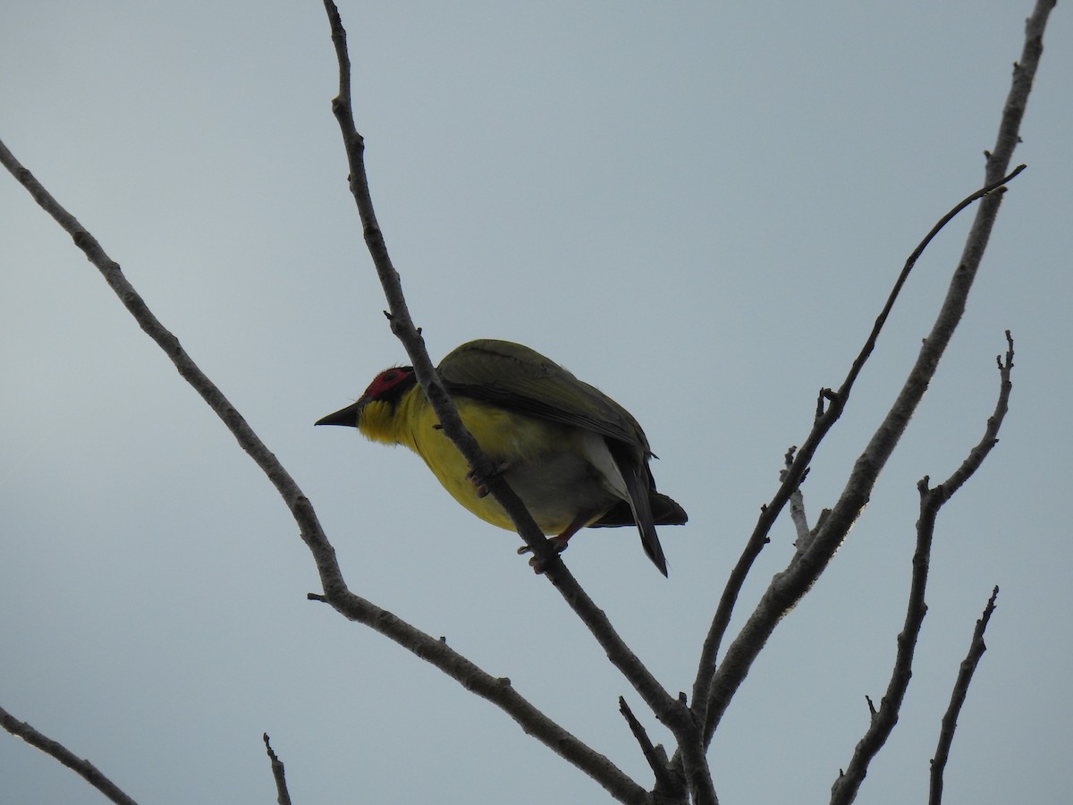 Australasian Figbird - ML620687102