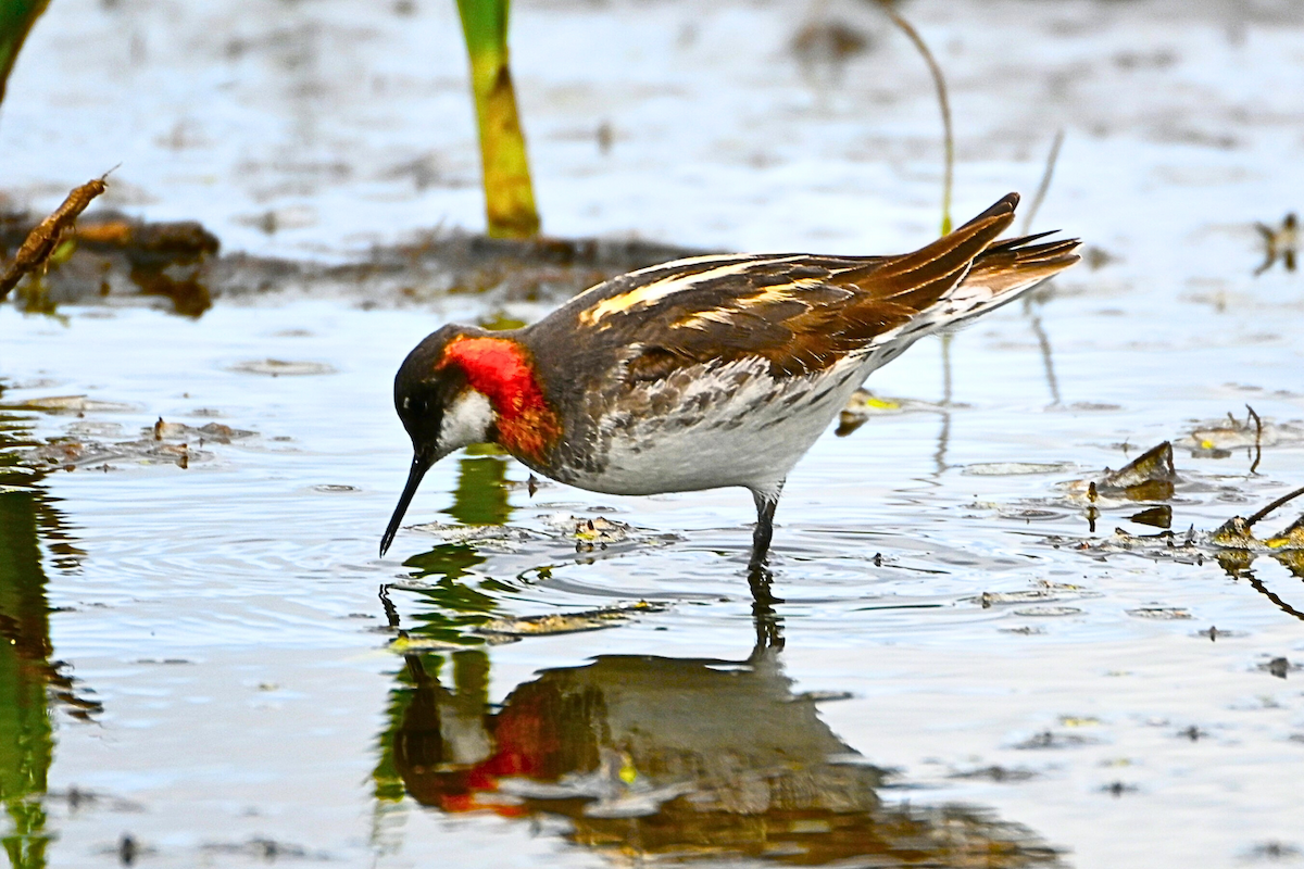 Red-necked Phalarope - ML620687103