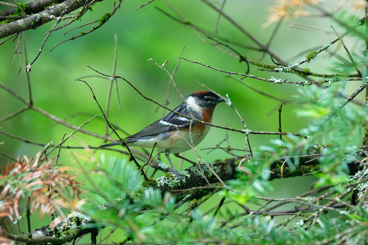 Bay-breasted Warbler - Jan  Kool