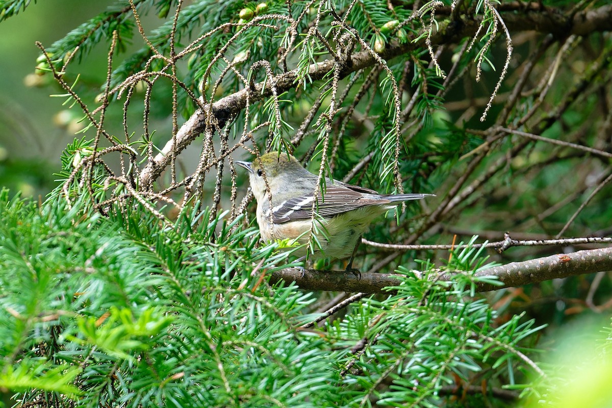 Paruline à poitrine baie - ML620687109