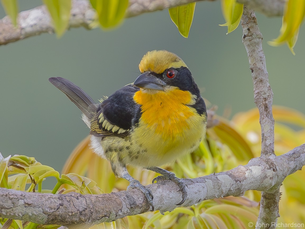 Gilded Barbet - ML620687111