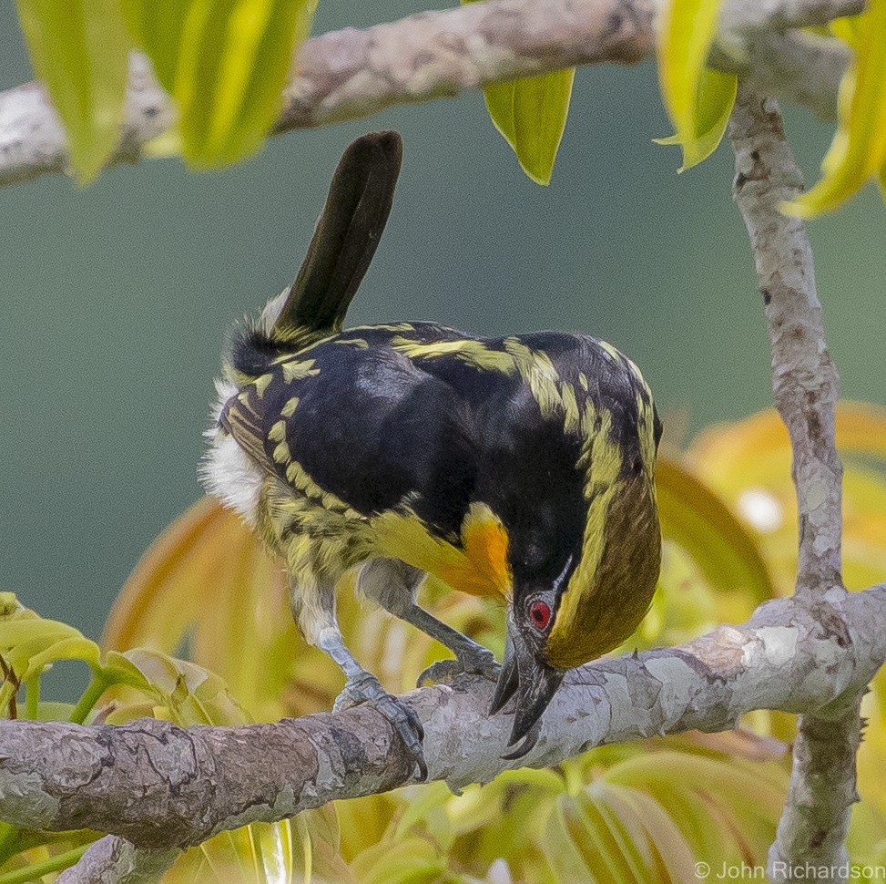 Gilded Barbet - ML620687112