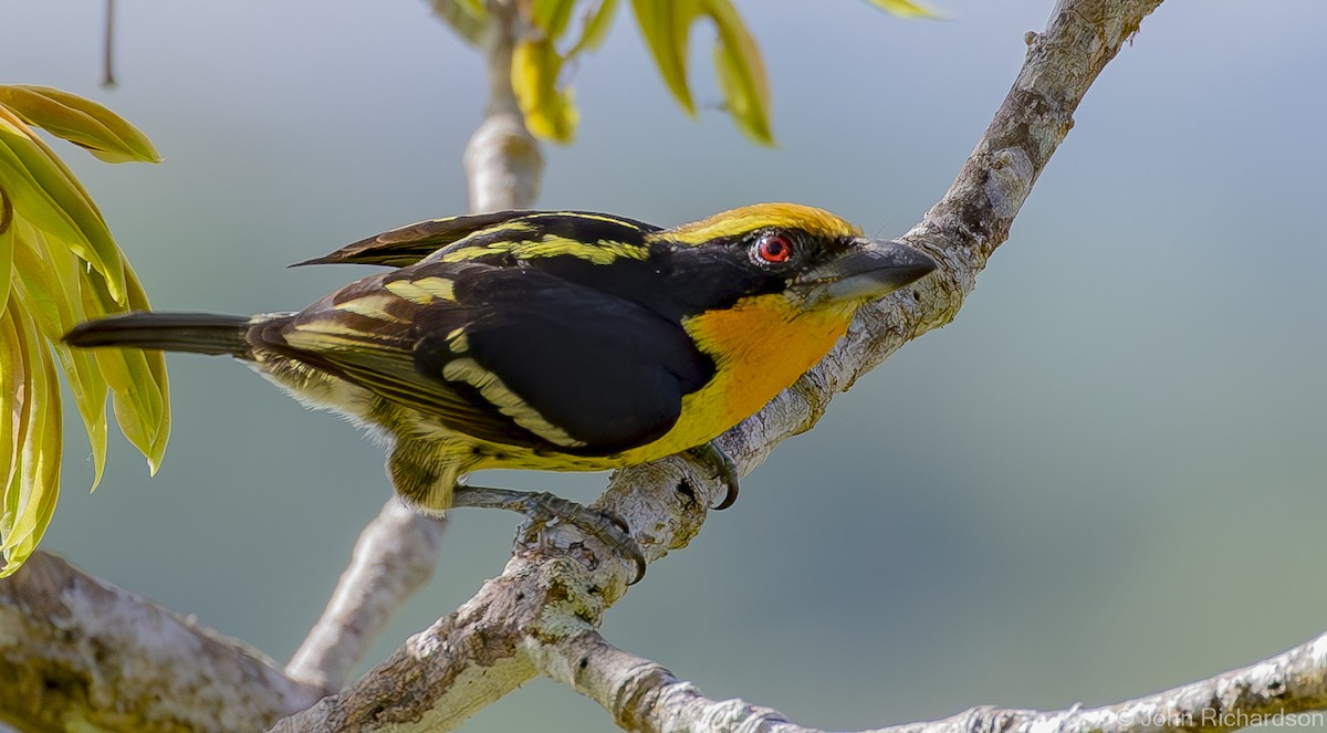 Gilded Barbet - ML620687113