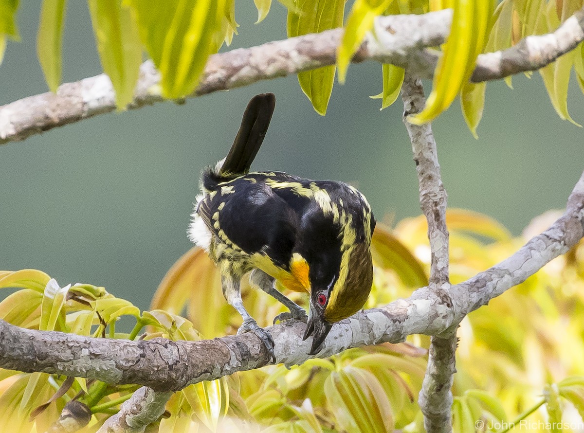 Gilded Barbet - ML620687117