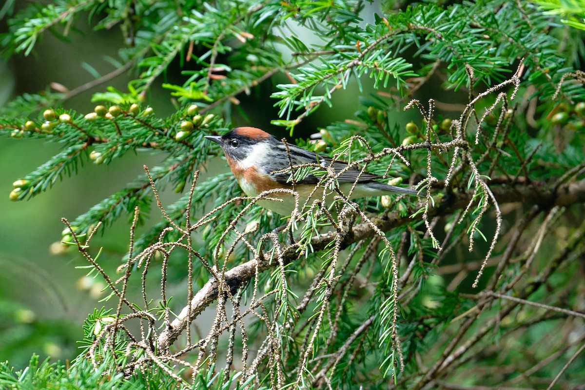 Bay-breasted Warbler - ML620687119