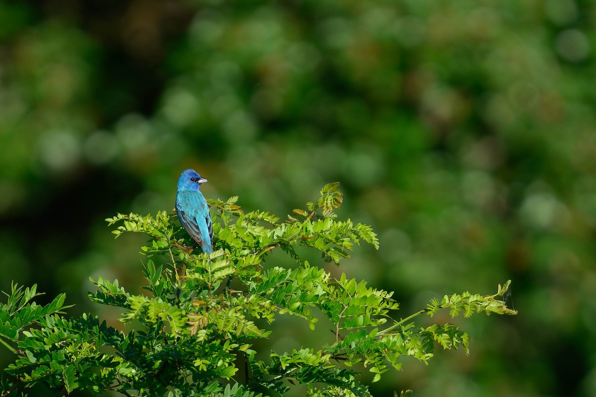 Passerin indigo - ML620687120