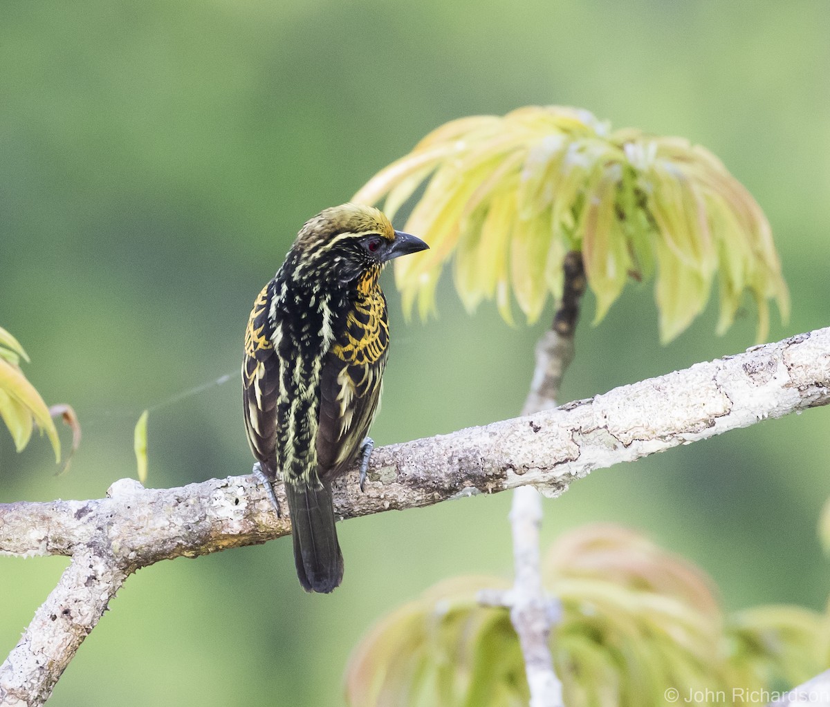 Yaldızlı Barbet - ML620687131