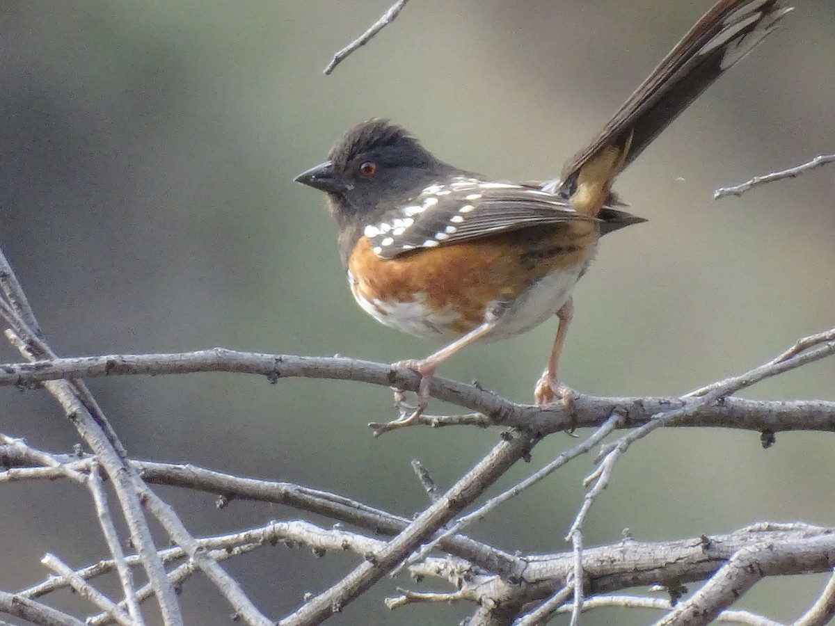 Spotted Towhee - ML620687136