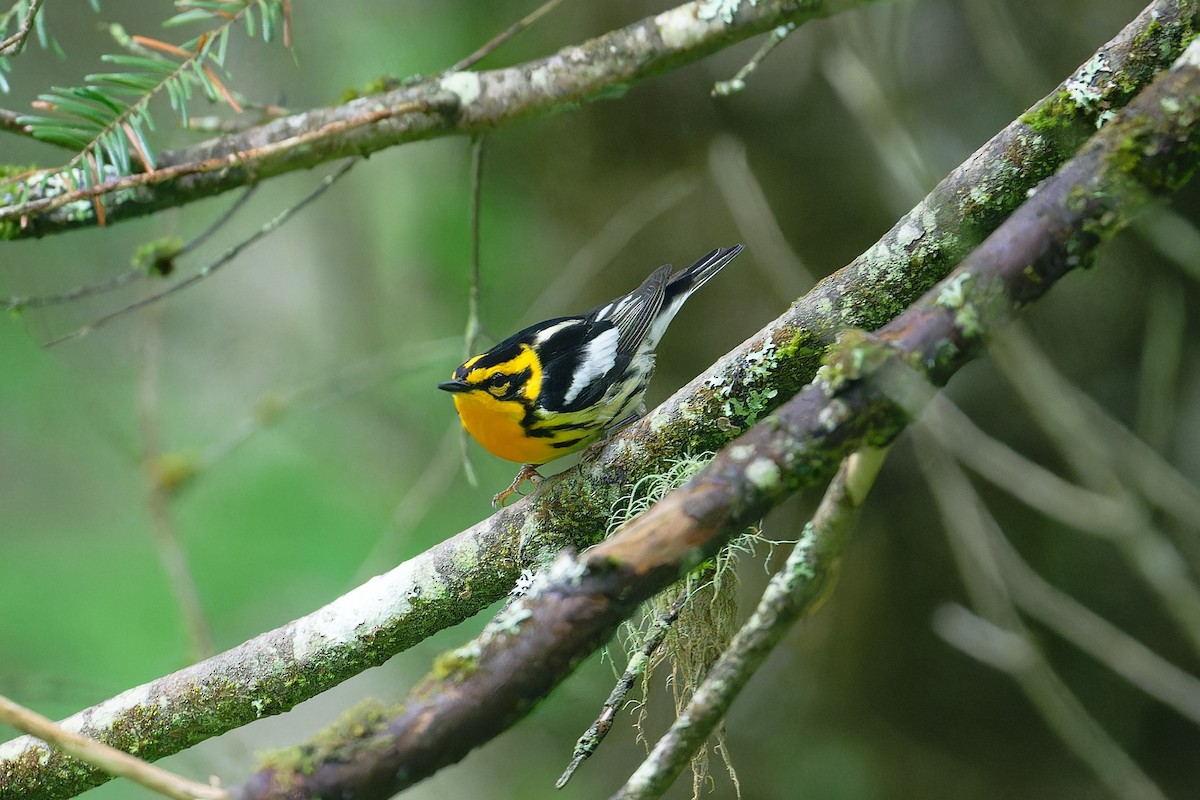 Blackburnian Warbler - ML620687137