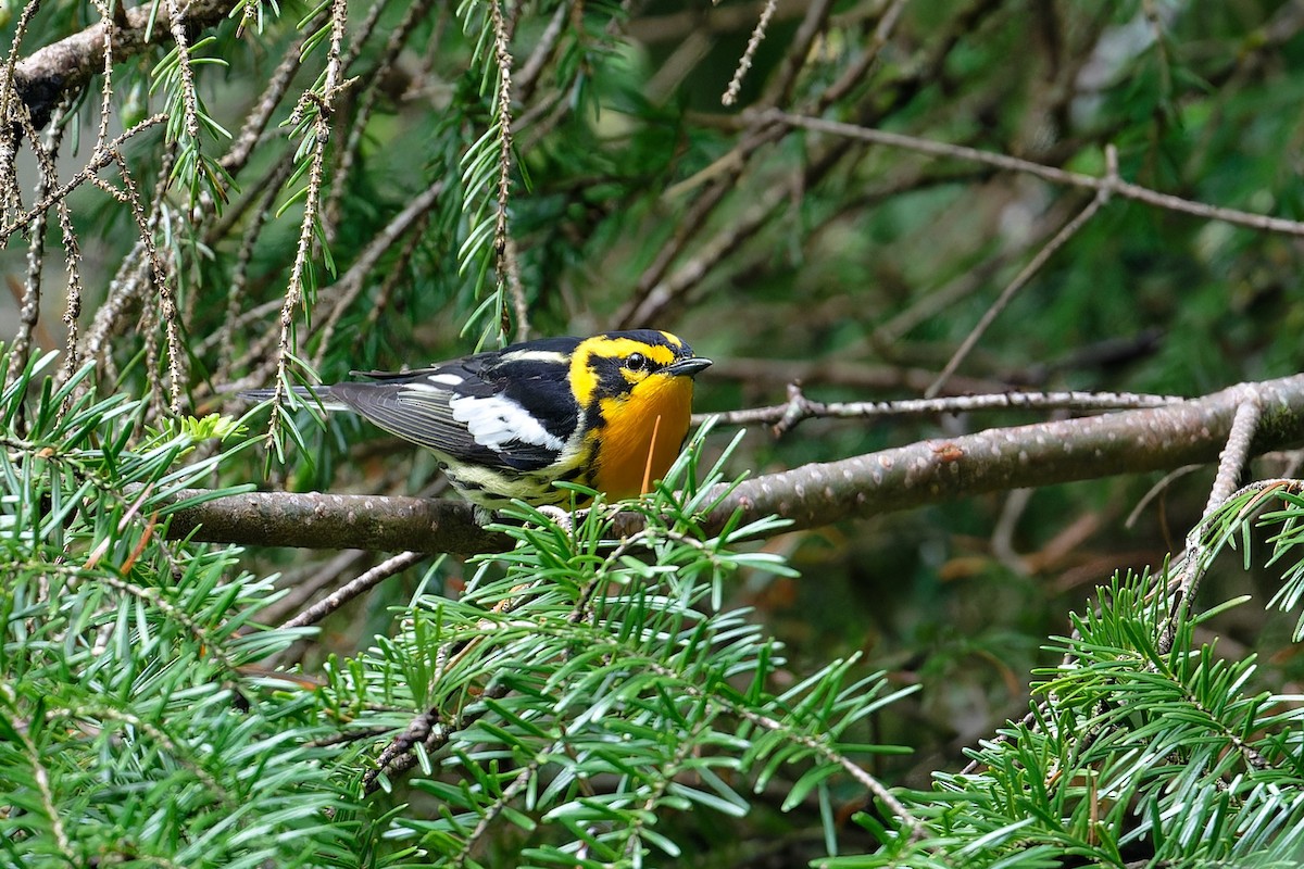 Blackburnian Warbler - ML620687138