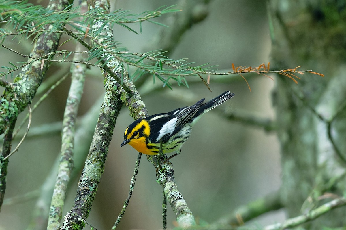 Blackburnian Warbler - ML620687139