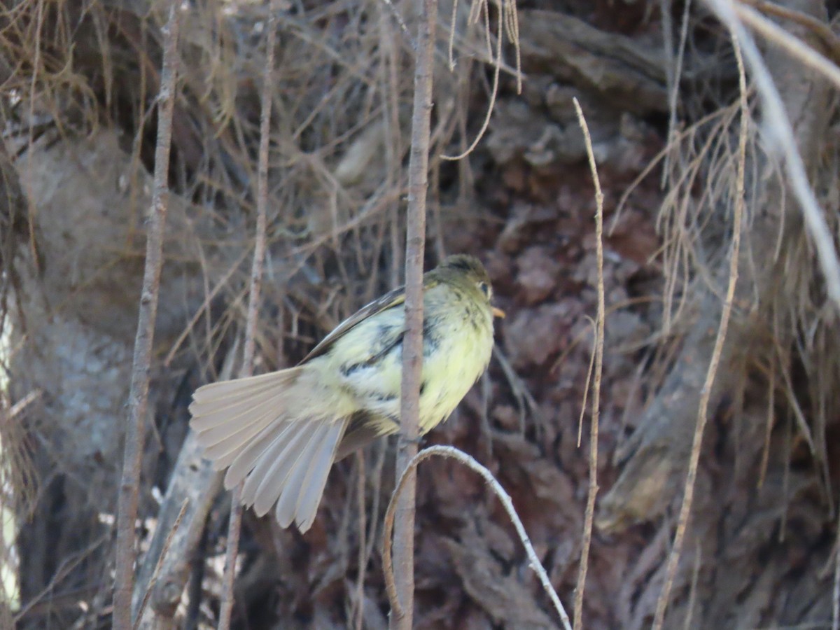 Western Flycatcher (Pacific-slope) - ML620687140