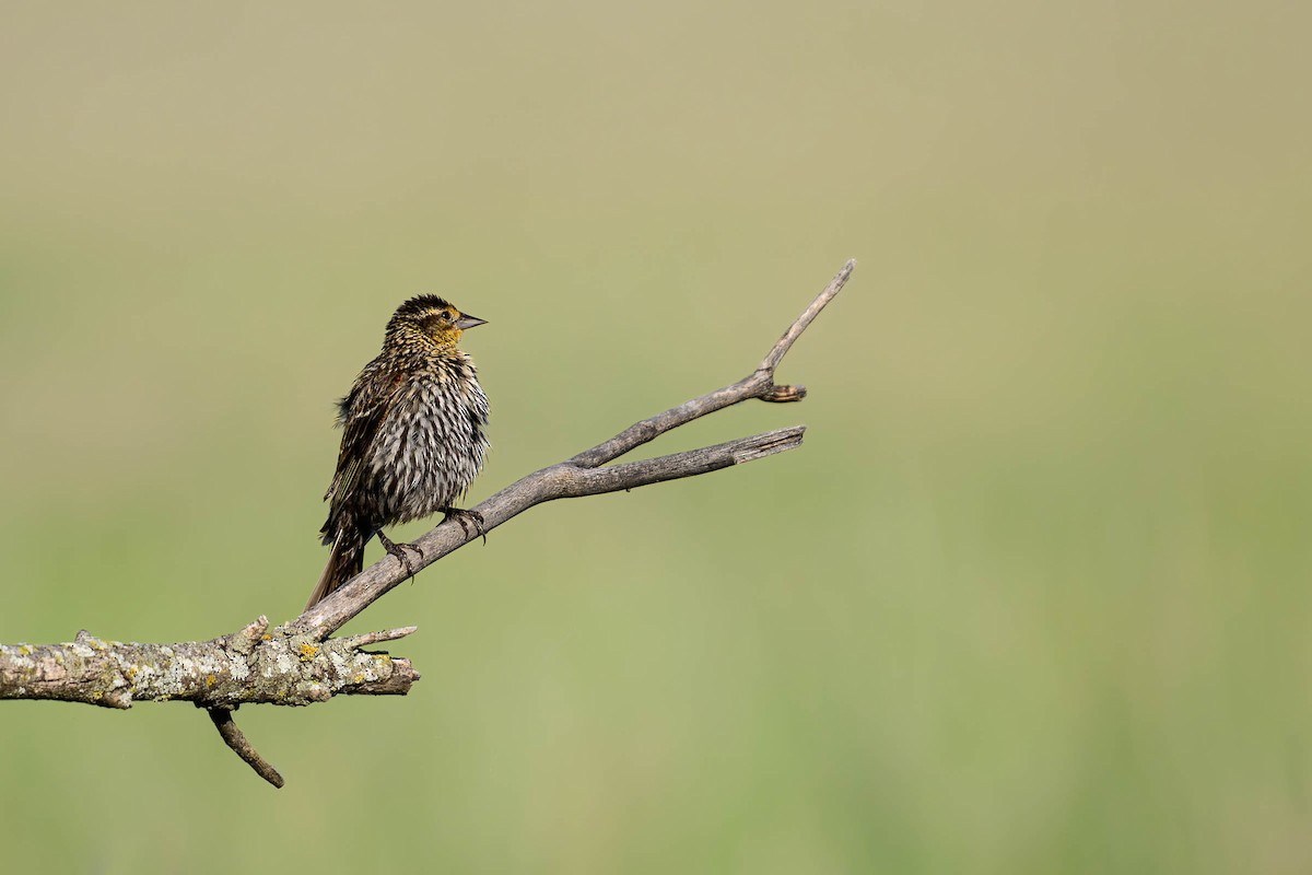 Red-winged Blackbird - ML620687144