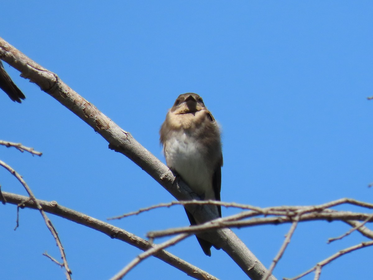 Northern Rough-winged Swallow - ML620687150