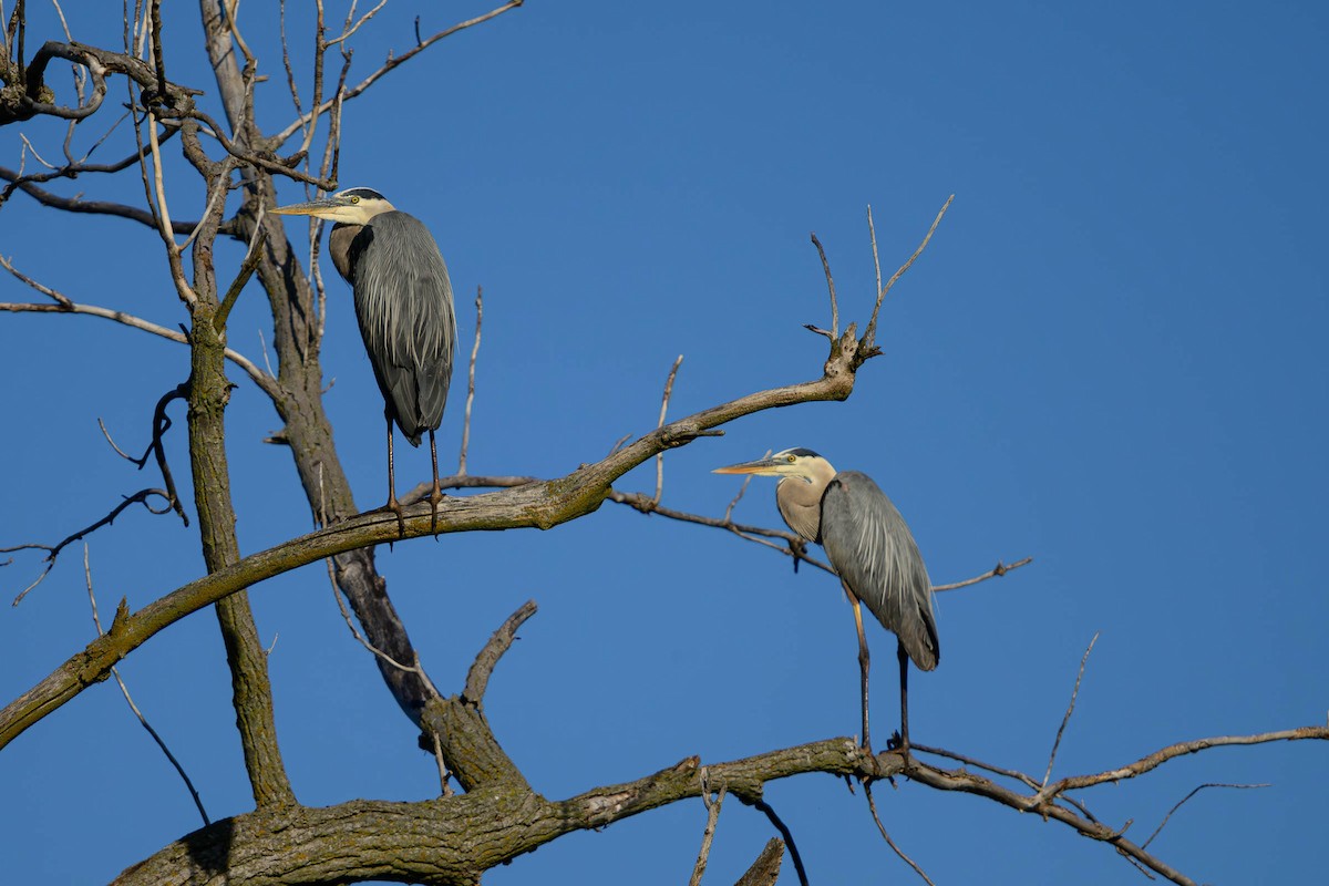 Great Blue Heron - ML620687154