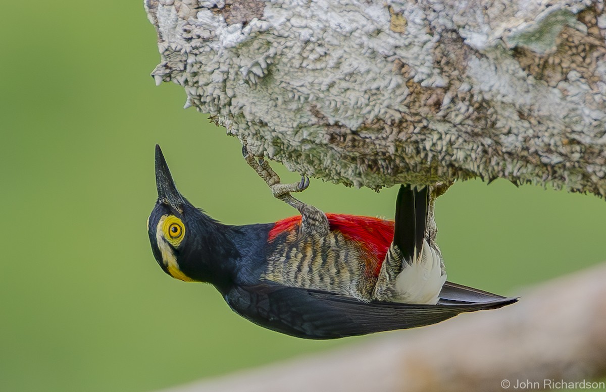 Yellow-tufted Woodpecker - ML620687158