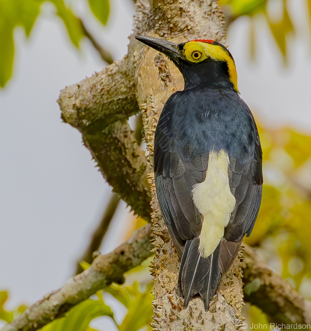 Yellow-tufted Woodpecker - ML620687159