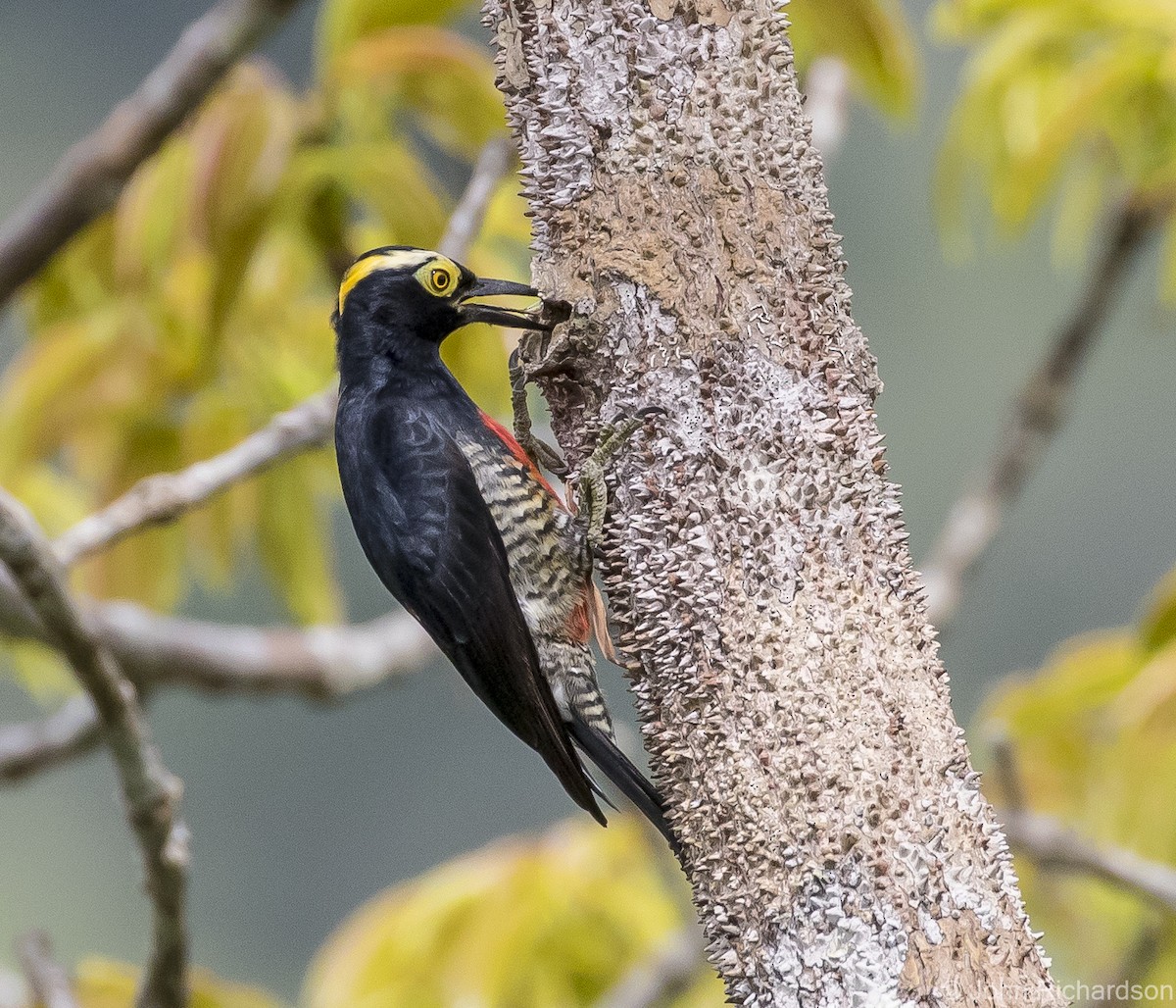 Yellow-tufted Woodpecker - ML620687163