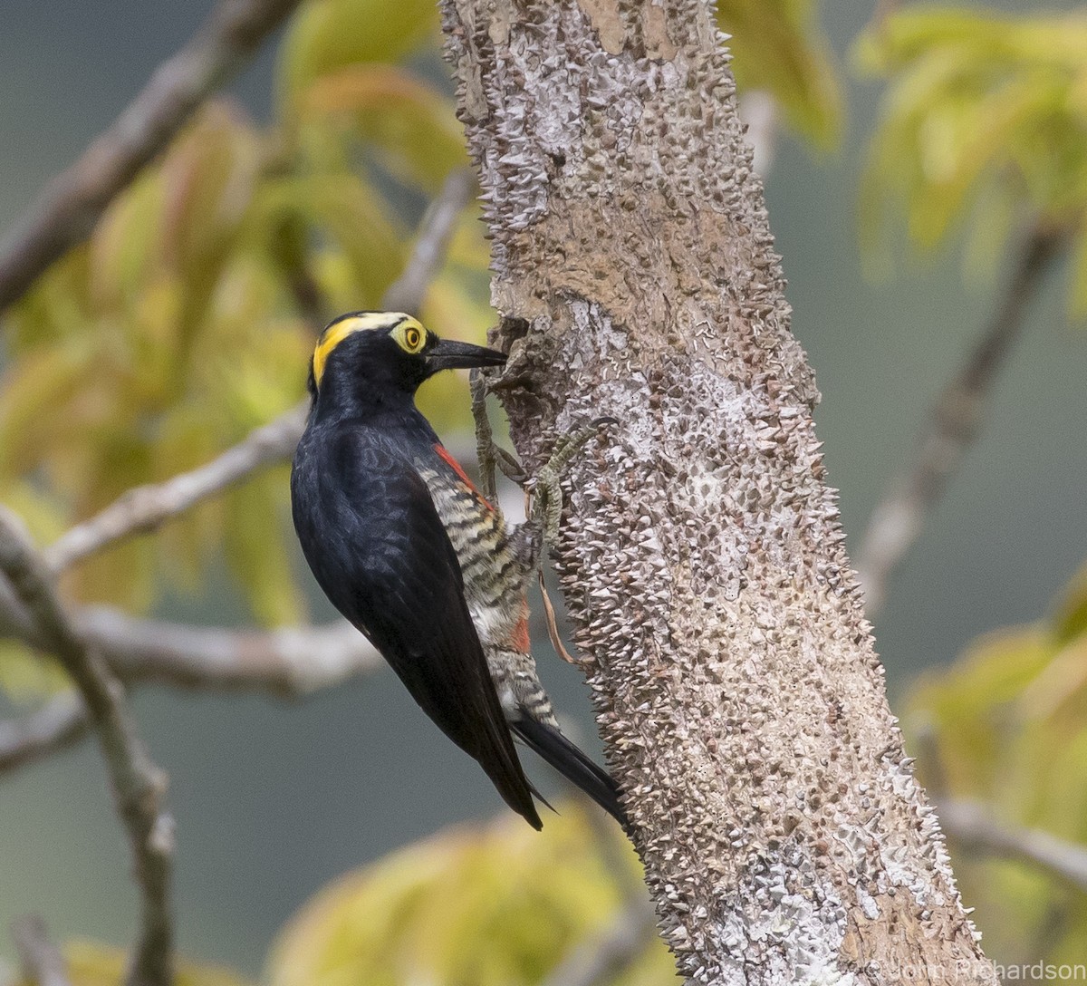 Yellow-tufted Woodpecker - ML620687167