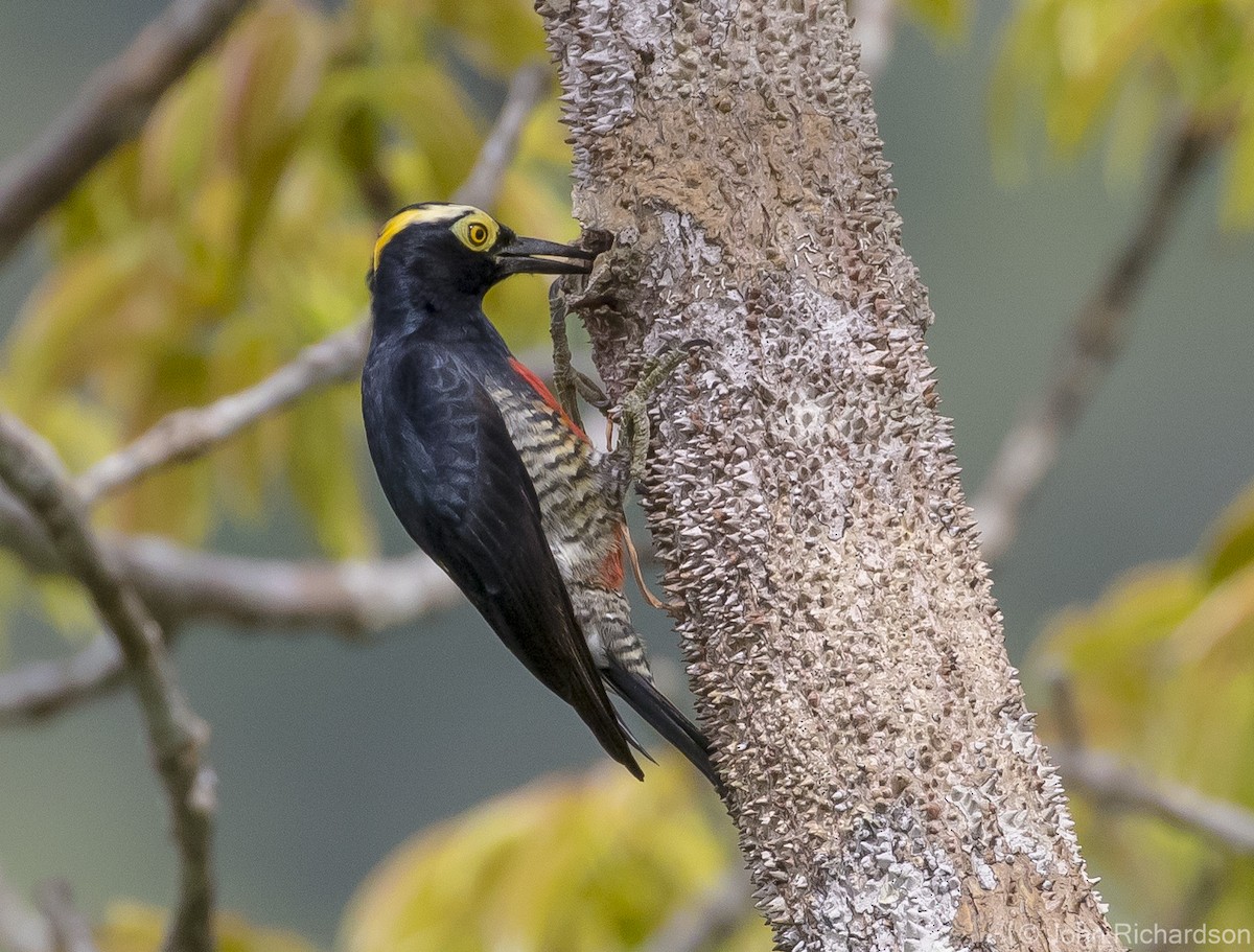 Yellow-tufted Woodpecker - ML620687168