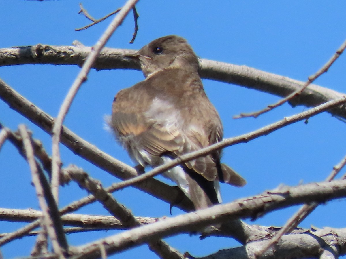 Northern Rough-winged Swallow - ML620687169