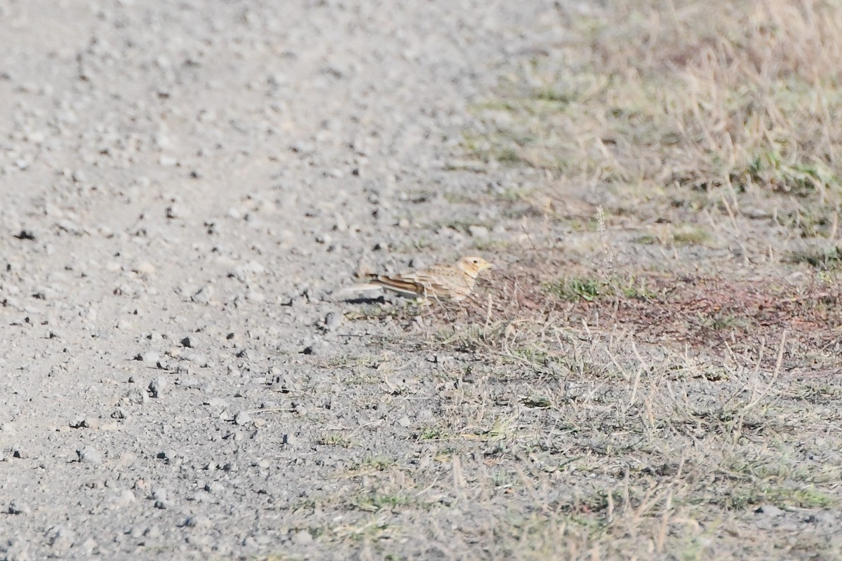 Eurasian Skylark (European) - Michael Louey