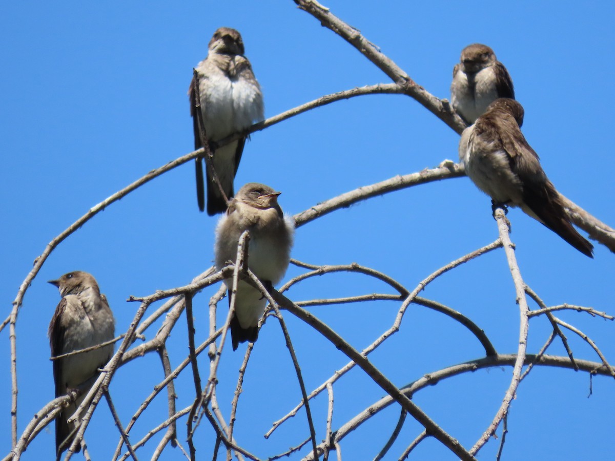 Northern Rough-winged Swallow - ML620687173