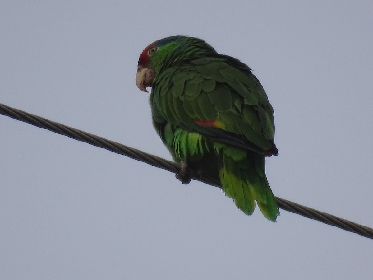Red-crowned Parrot - ML620687174
