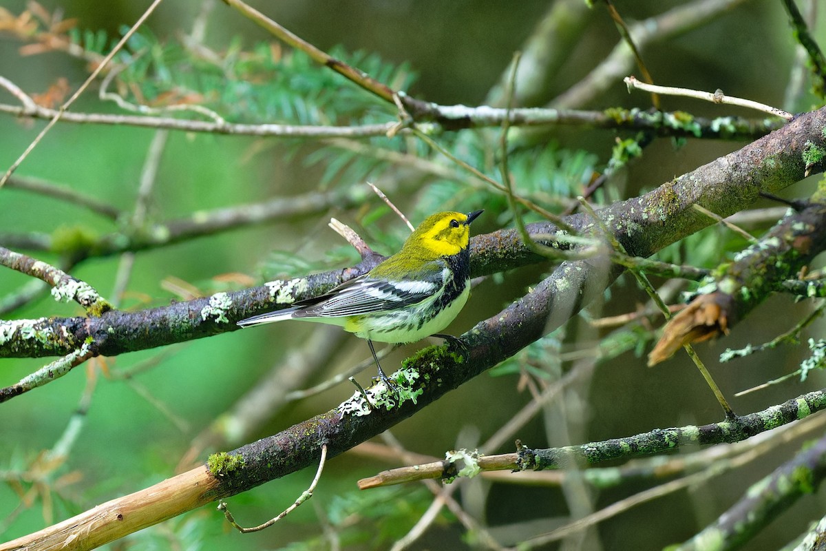 Black-throated Green Warbler - ML620687175