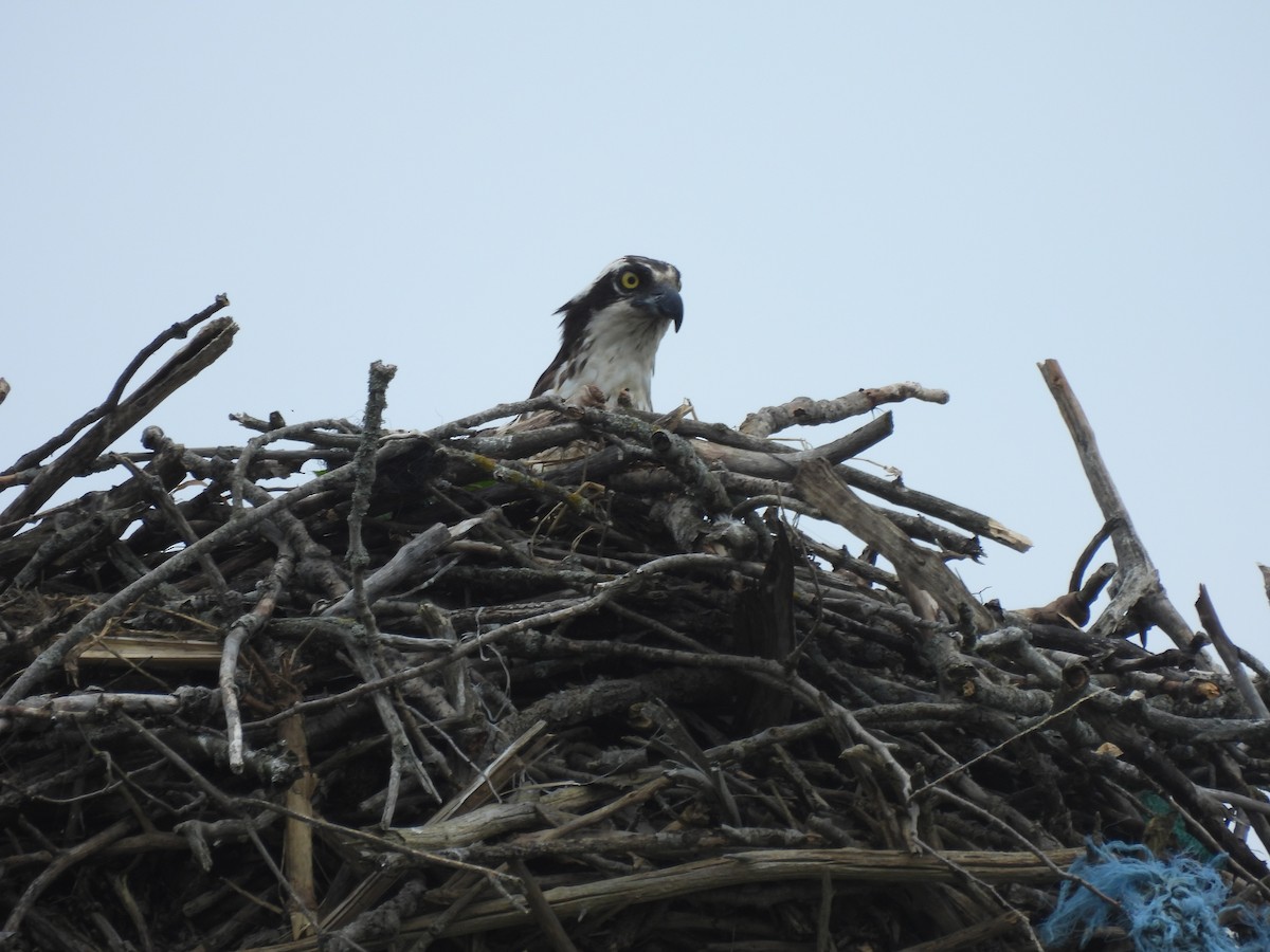 Osprey - ML620687178