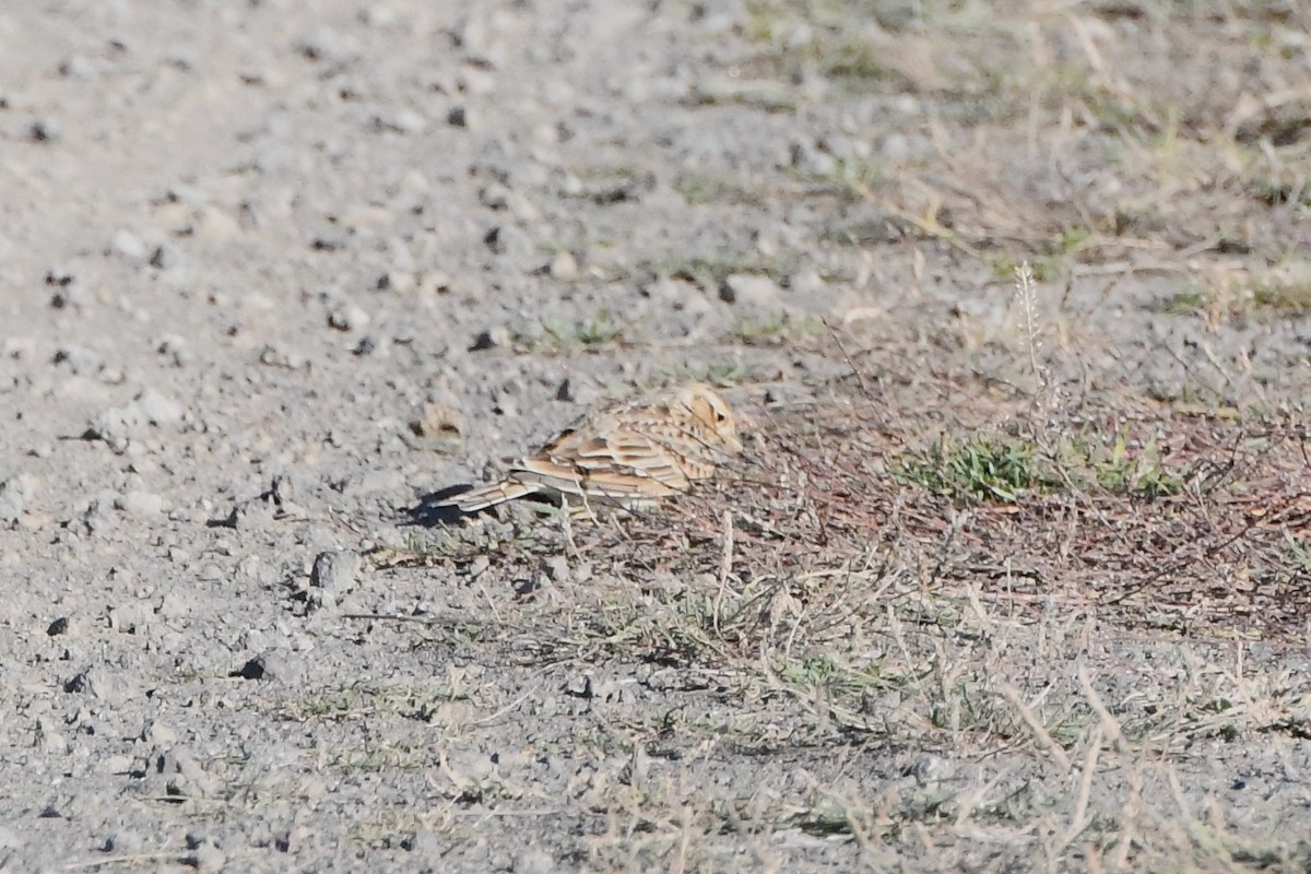 Eurasian Skylark (European) - ML620687179