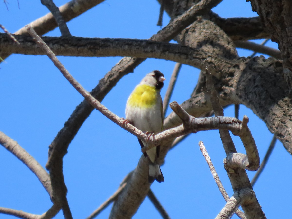Lawrence's Goldfinch - ML620687188
