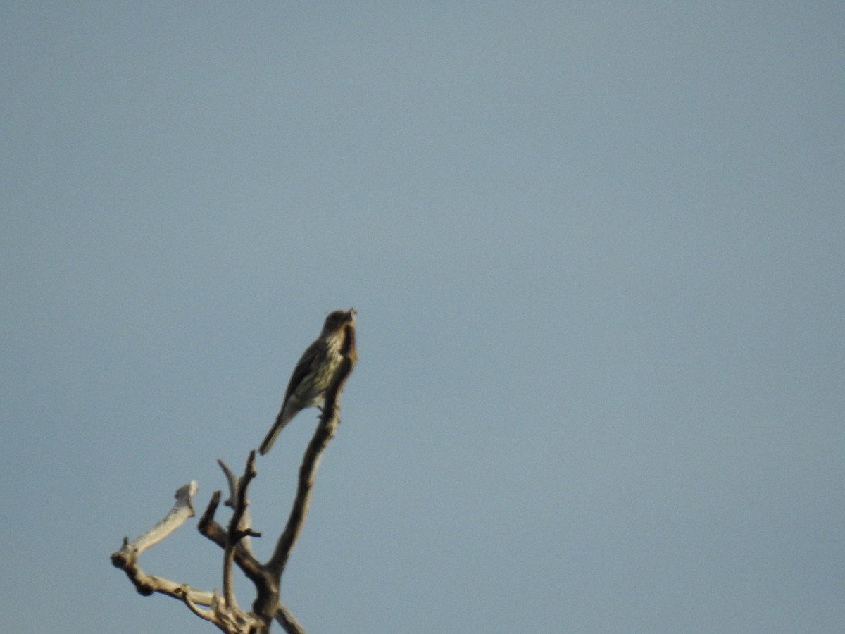 Australasian Figbird - ML620687190