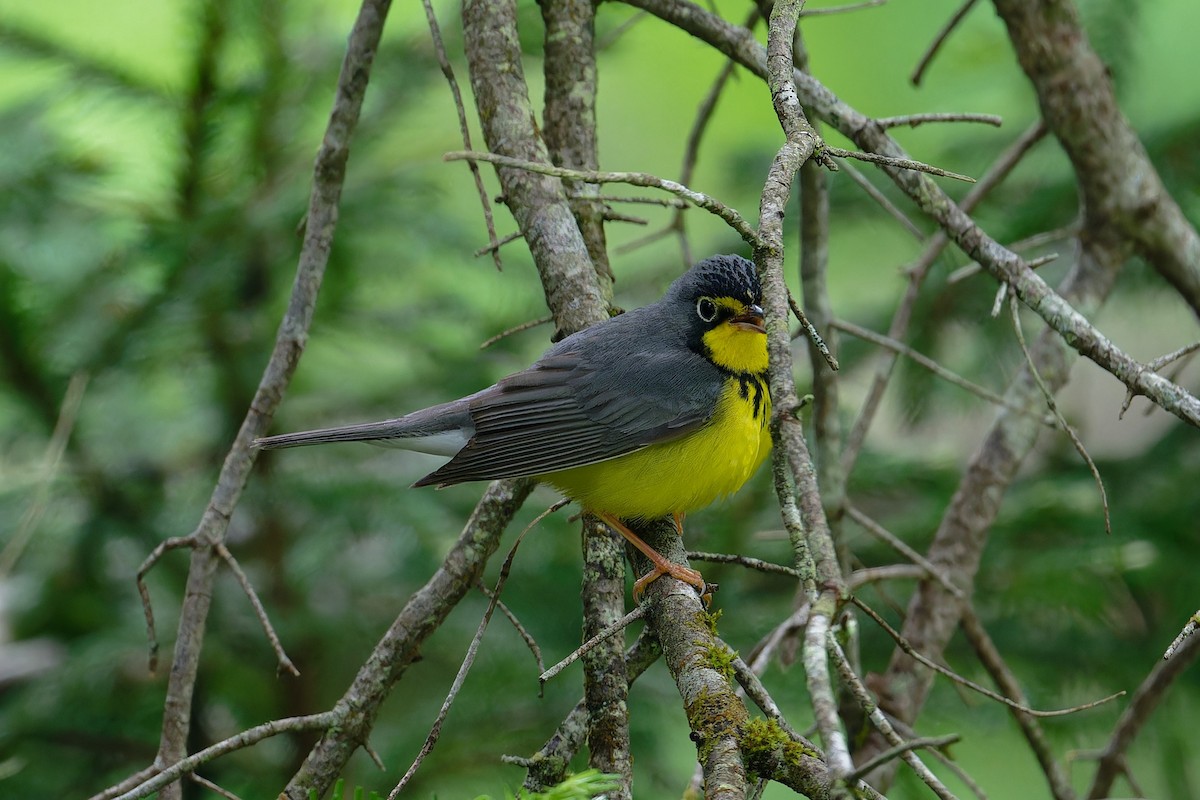 Canada Warbler - ML620687192