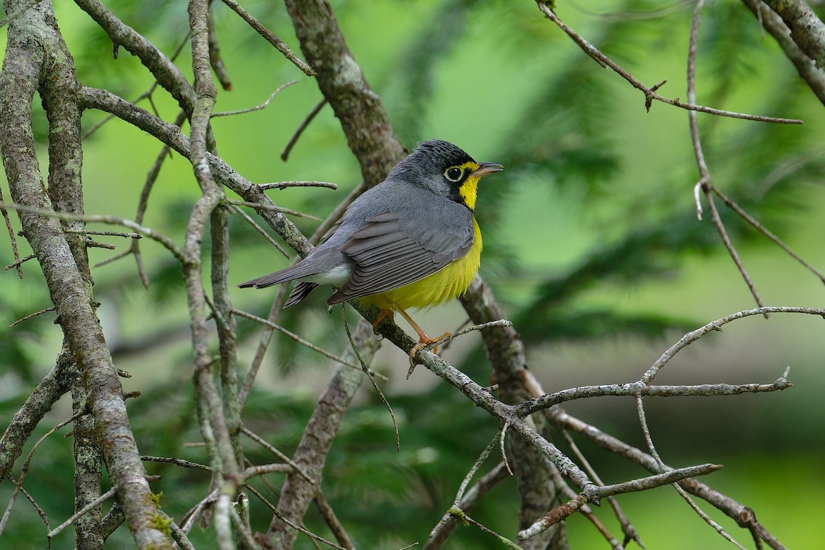 Canada Warbler - ML620687193