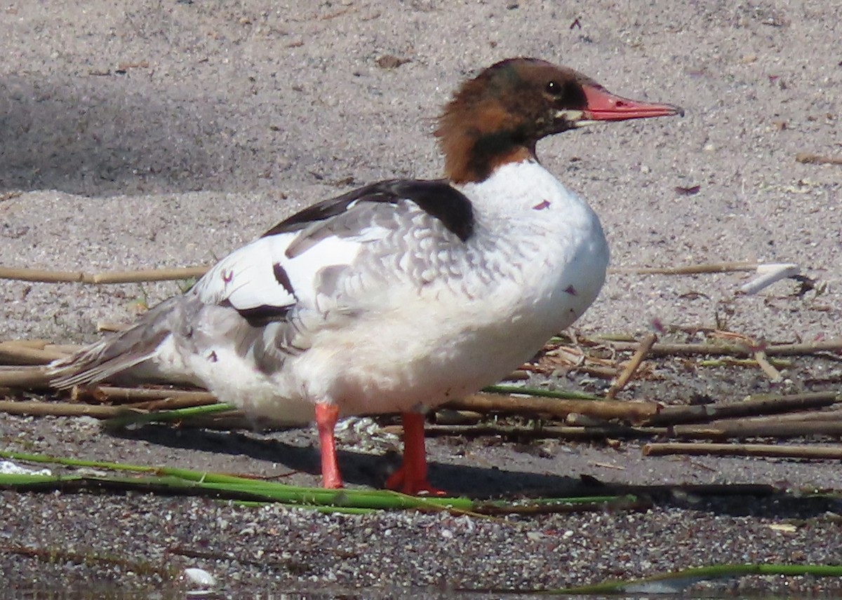 Common Merganser - ML620687196