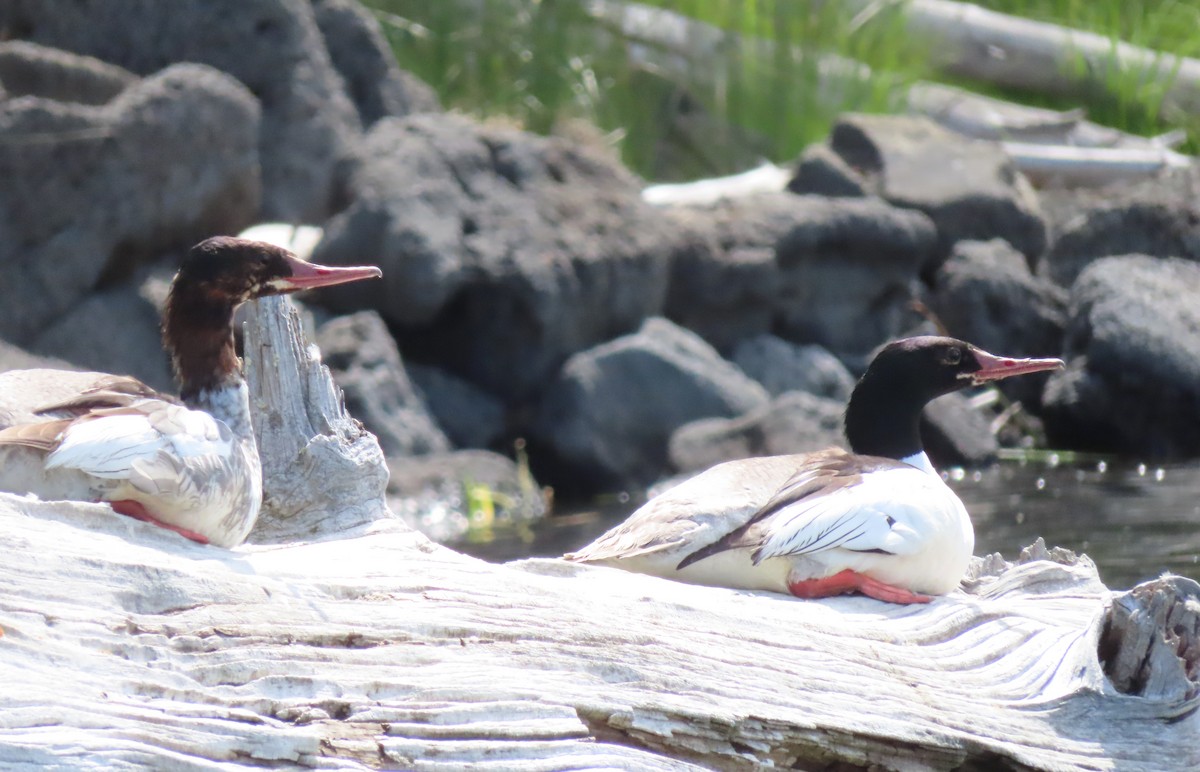 Common Merganser - ML620687197