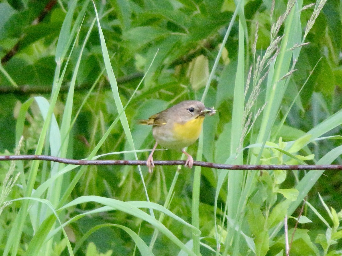 Paruline masquée - ML620687201