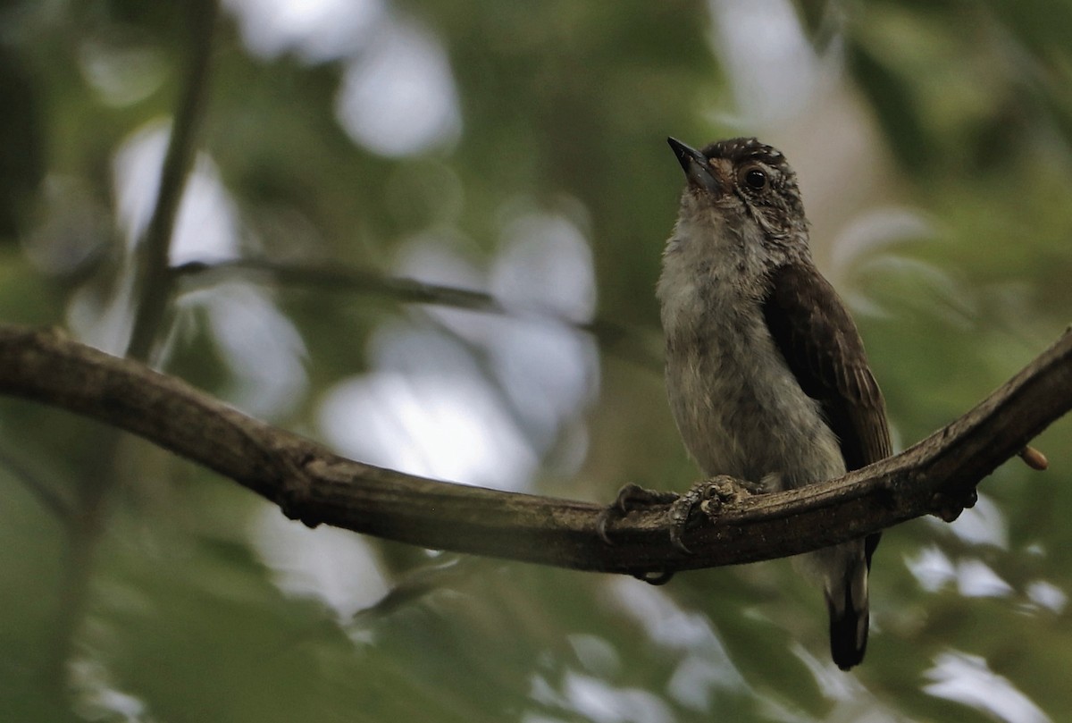 Plain-breasted Piculet - ML620687202