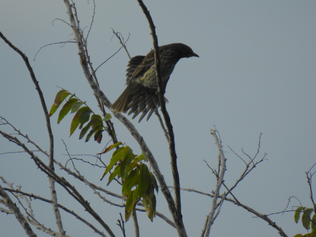 Australasian Figbird - ML620687204