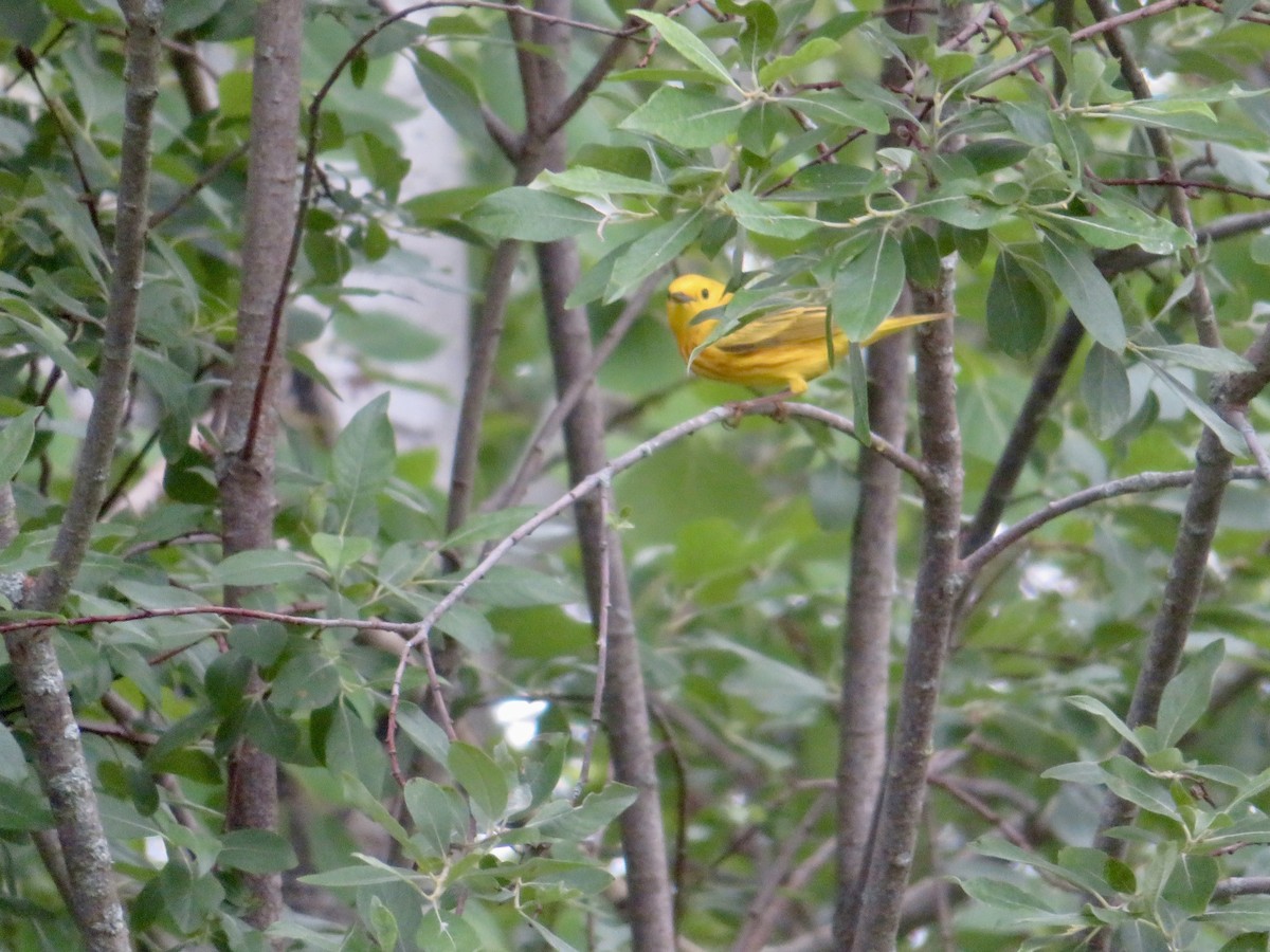 Paruline jaune - ML620687209