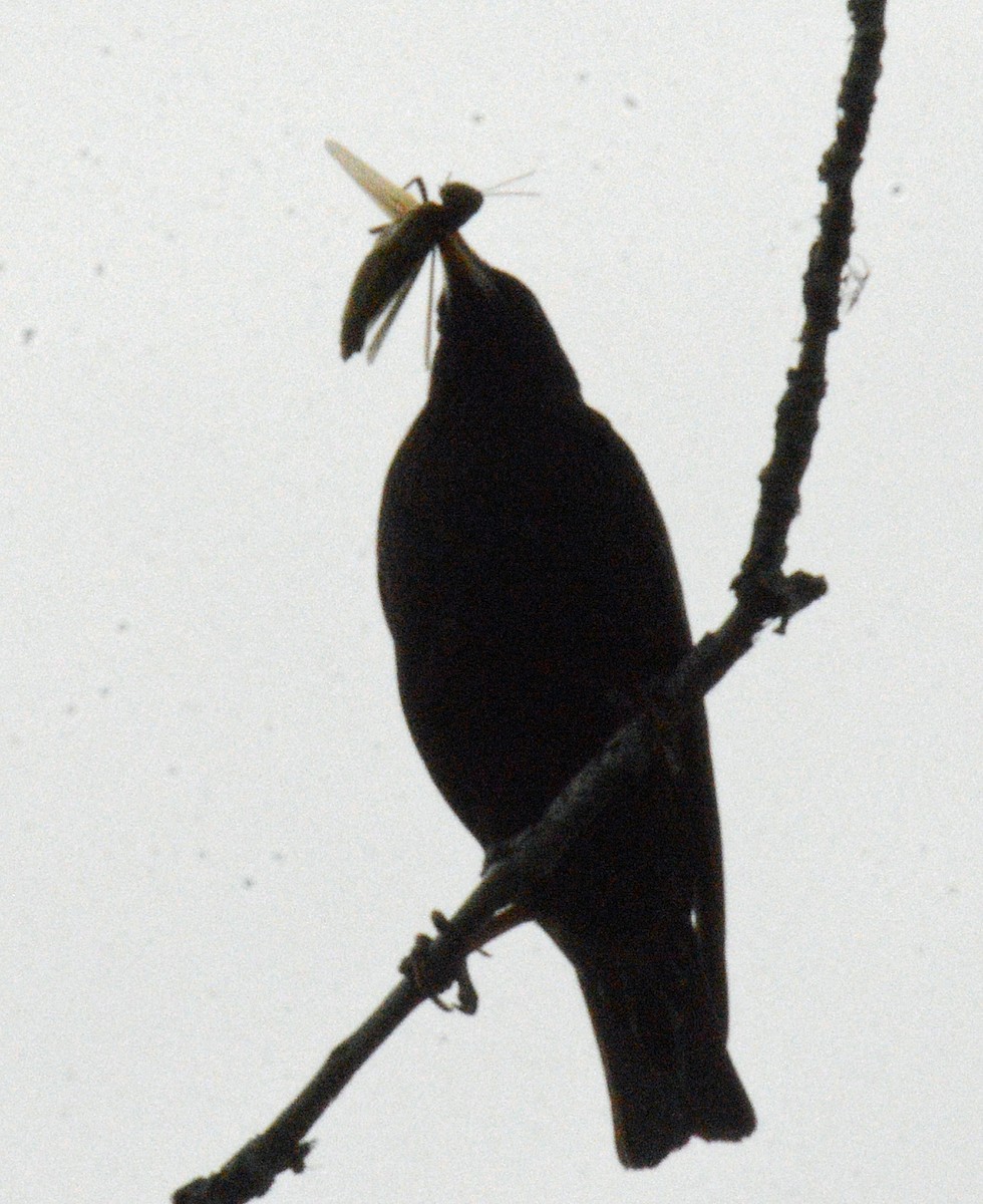 European Starling - ML620687210