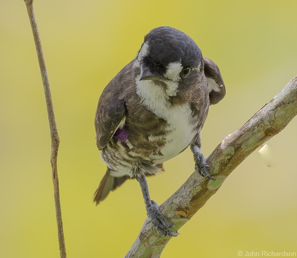 White-browed Purpletuft - ML620687211